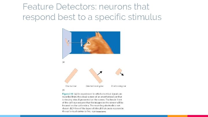 Feature Detectors: neurons that respond best to a specific stimulus 