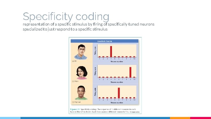Specificity coding representation of a specific stimulus by firing of specifically tuned neurons specialized