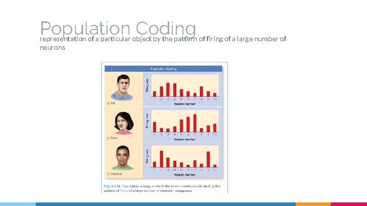 Population Coding representation of a particular object by the pattern of firing of a