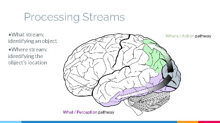 Processing Streams • What stream: identifying an object Where / Action pathway • Where