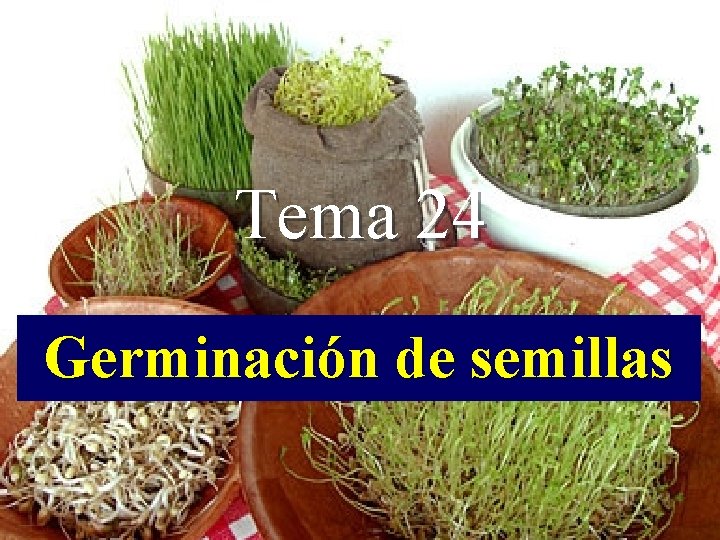 Tema 24 Germinación de semillas 