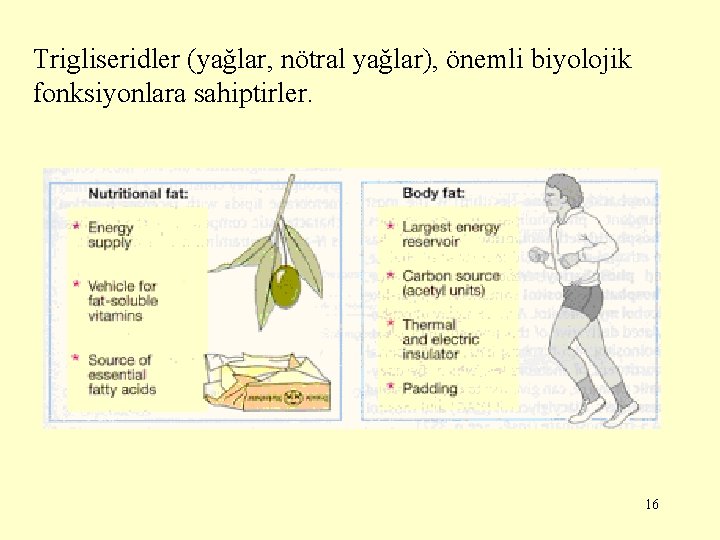 Trigliseridler (yağlar, nötral yağlar), önemli biyolojik fonksiyonlara sahiptirler. 16 