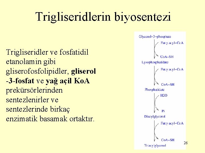 Trigliseridlerin biyosentezi Trigliseridler ve fosfatidil etanolamin gibi gliserofosfolipidler, gliserol -3 -fosfat ve yağ açil