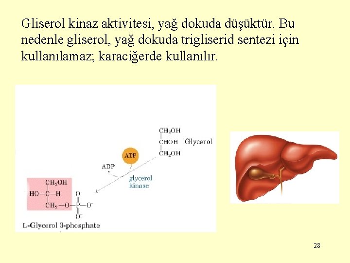 Gliserol kinaz aktivitesi, yağ dokuda düşüktür. Bu nedenle gliserol, yağ dokuda trigliserid sentezi için