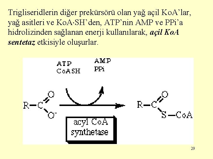 Trigliseridlerin diğer prekürsörü olan yağ açil Ko. A’lar, yağ asitleri ve Ko. A SH’den,