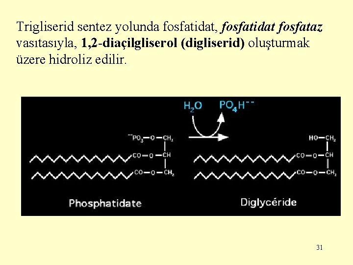 Trigliserid sentez yolunda fosfatidat, fosfatidat fosfataz vasıtasıyla, 1, 2 -diaçilgliserol (digliserid) oluşturmak üzere hidroliz