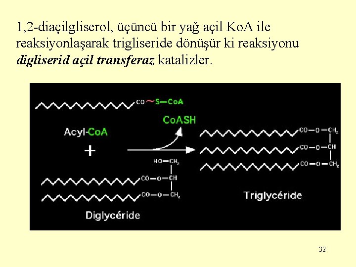 1, 2 -diaçilgliserol, üçüncü bir yağ açil Ko. A ile reaksiyonlaşarak trigliseride dönüşür ki