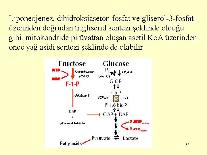 Liponeojenez, dihidroksiaseton fosfat ve gliserol-3 -fosfat üzerinden doğrudan trigliserid sentezi şeklinde olduğu gibi, mitokondride