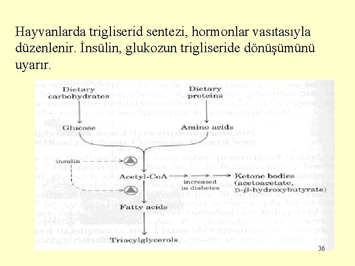 Hayvanlarda trigliserid sentezi, hormonlar vasıtasıyla düzenlenir. İnsülin, glukozun trigliseride dönüşümünü uyarır. 36 