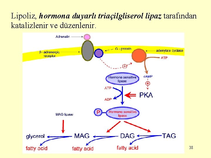 Lipoliz, hormona duyarlı triaçilgliserol lipaz tarafından katalizlenir ve düzenlenir. 38 