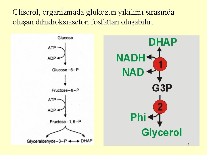 Gliserol, organizmada glukozun yıkılımı sırasında oluşan dihidroksiaseton fosfattan oluşabilir. 5 