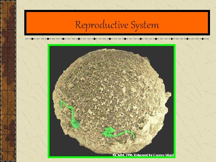 Reproductive System 