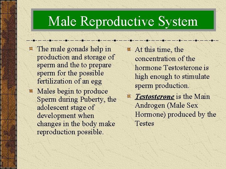 Male Reproductive System The male gonads help in production and storage of sperm and