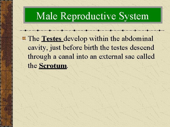 Male Reproductive System The Testes develop within the abdominal cavity, just before birth the