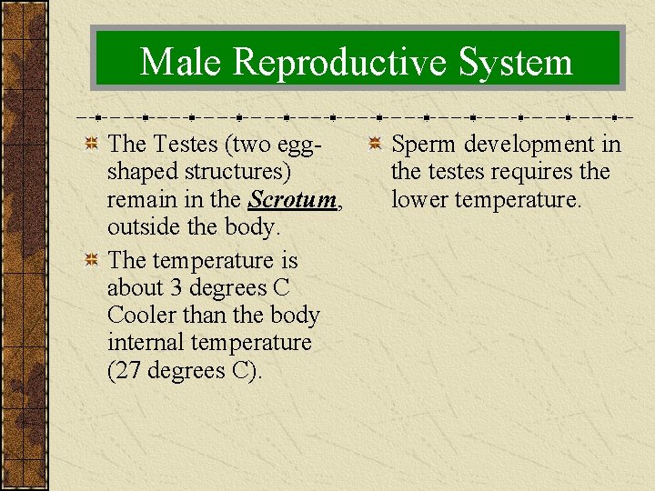 Male Reproductive System The Testes (two eggshaped structures) remain in the Scrotum, outside the
