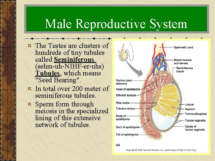 Male Reproductive System The Testes are clusters of hundreds of tiny tubules called Seminiferous