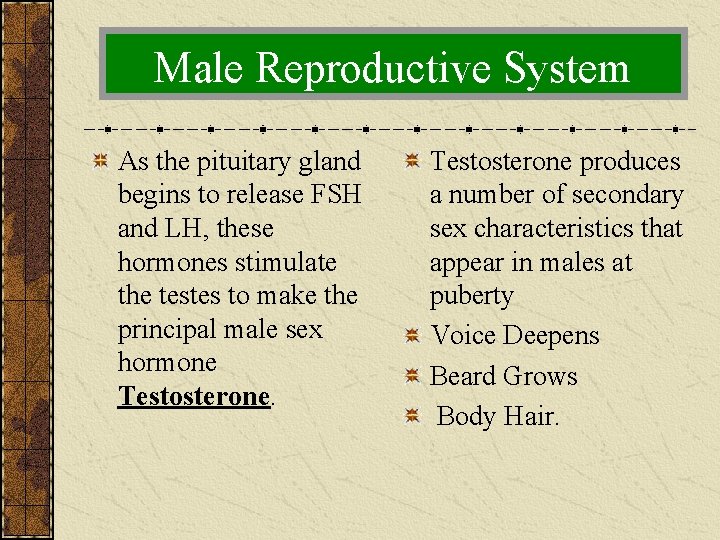 Male Reproductive System As the pituitary gland begins to release FSH and LH, these