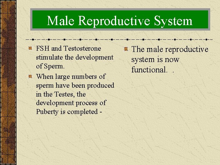 Male Reproductive System FSH and Testosterone stimulate the development of Sperm. When large numbers