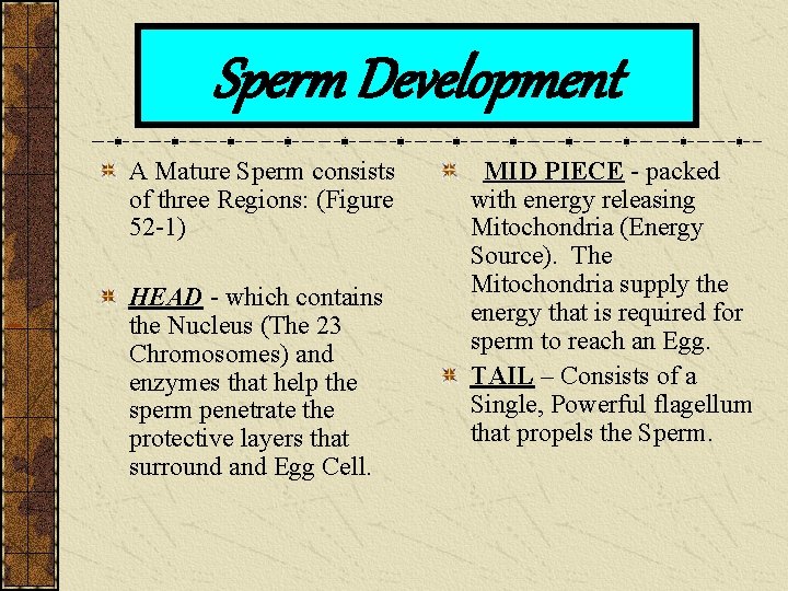 Sperm Development A Mature Sperm consists of three Regions: (Figure 52 -1) HEAD -