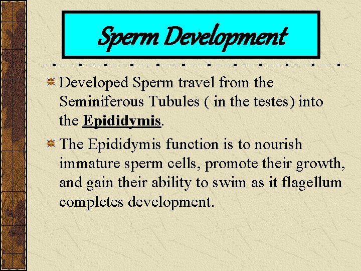Sperm Development Developed Sperm travel from the Seminiferous Tubules ( in the testes) into