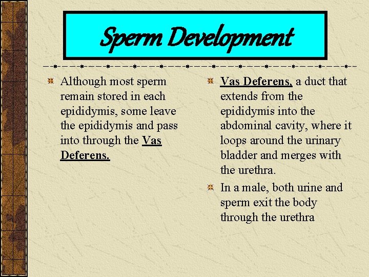 Sperm Development Although most sperm remain stored in each epididymis, some leave the epididymis