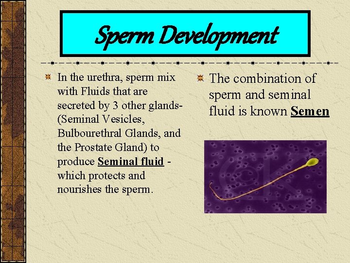 Sperm Development In the urethra, sperm mix with Fluids that are secreted by 3