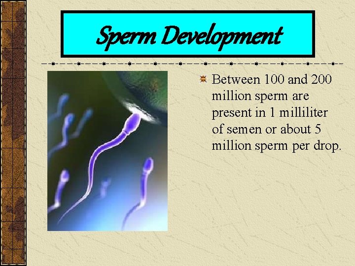 Sperm Development Between 100 and 200 million sperm are present in 1 milliliter of