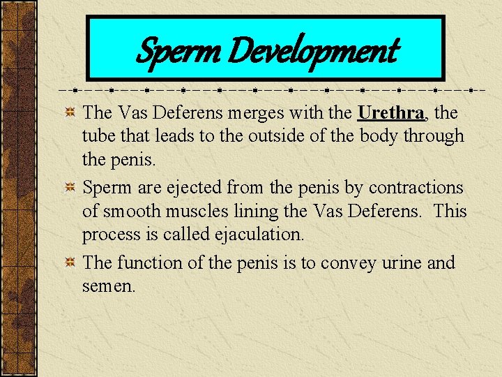 Sperm Development The Vas Deferens merges with the Urethra, the tube that leads to