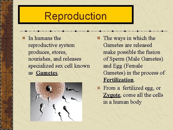 Reproduction In humans the reproductive system produces, stores, nourishes, and releases specialized sex cell