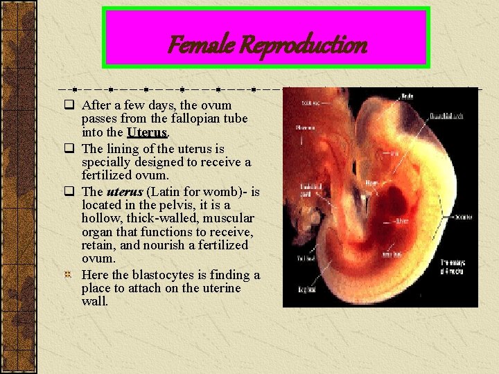 Female Reproduction q After a few days, the ovum passes from the fallopian tube