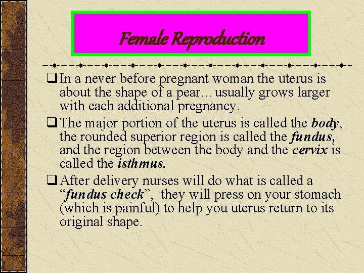 Female Reproduction q In a never before pregnant woman the uterus is about the