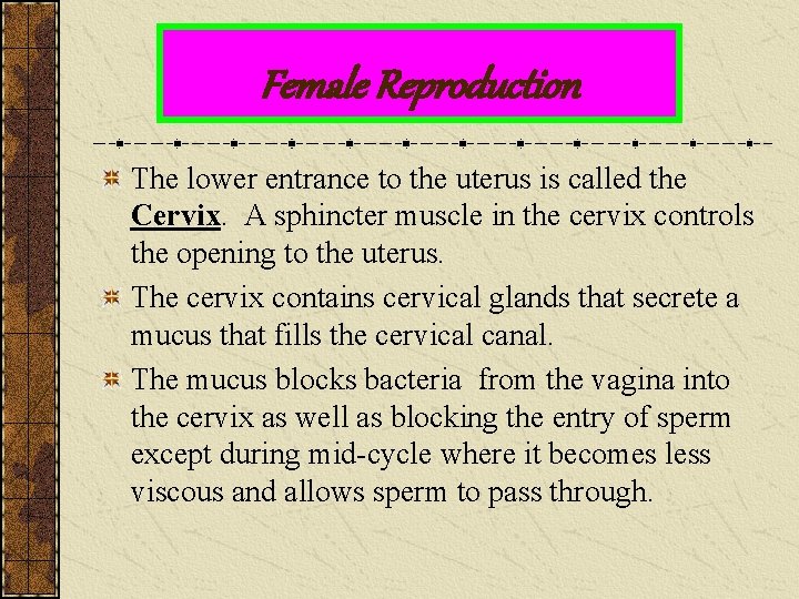 Female Reproduction The lower entrance to the uterus is called the Cervix. A sphincter