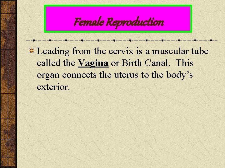 Female Reproduction Leading from the cervix is a muscular tube called the Vagina or