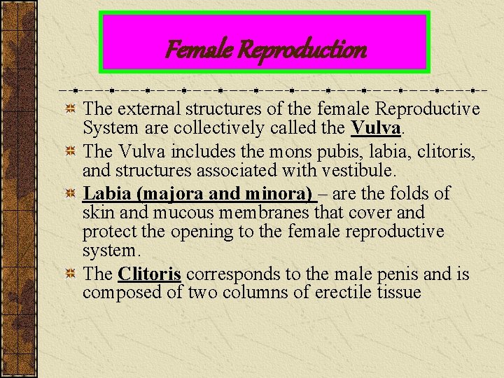 Female Reproduction The external structures of the female Reproductive System are collectively called the