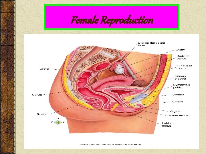 Female Reproduction 