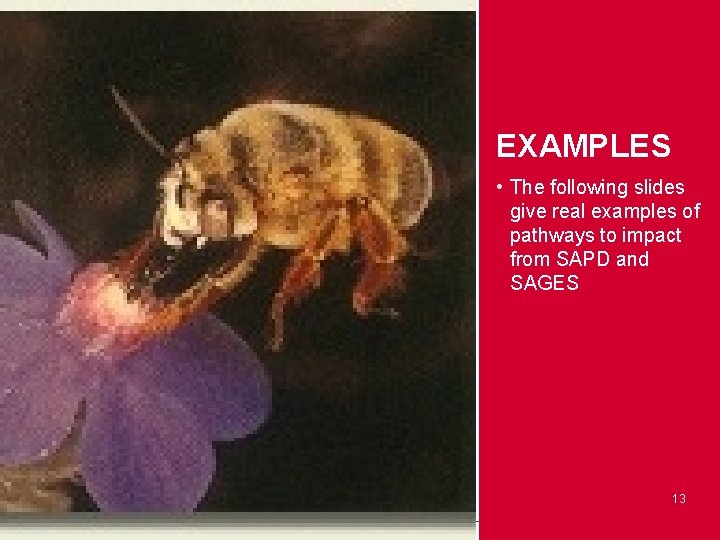 EXAMPLES • The following slides give real examples of pathways to impact from SAPD