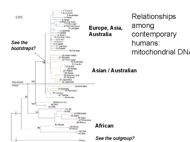 Europe, Asia, Australia See the bootstraps? Relationships among contemporary humans: mitochondrial DNA Asian /
