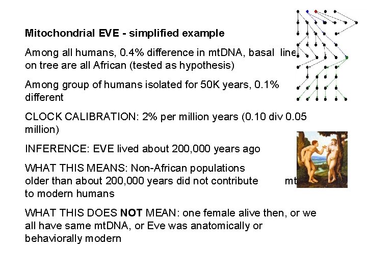 Mitochondrial EVE - simplified example Among all humans, 0. 4% difference in mt. DNA,