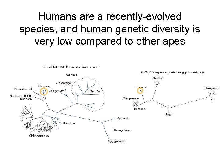 Humans are a recently-evolved species, and human genetic diversity is very low compared to