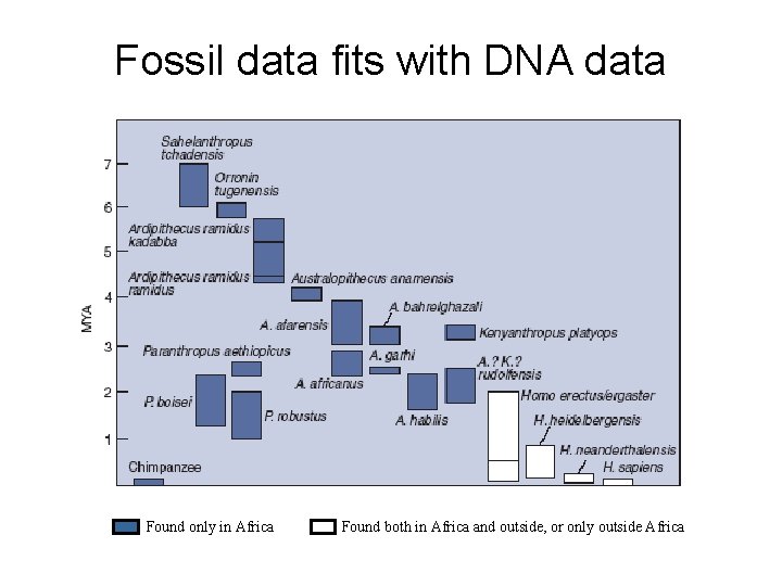 Fossil data fits with DNA data Found only in Africa Found both in Africa