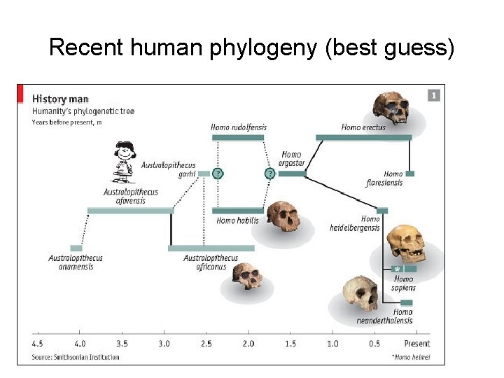 Recent human phylogeny (best guess) 