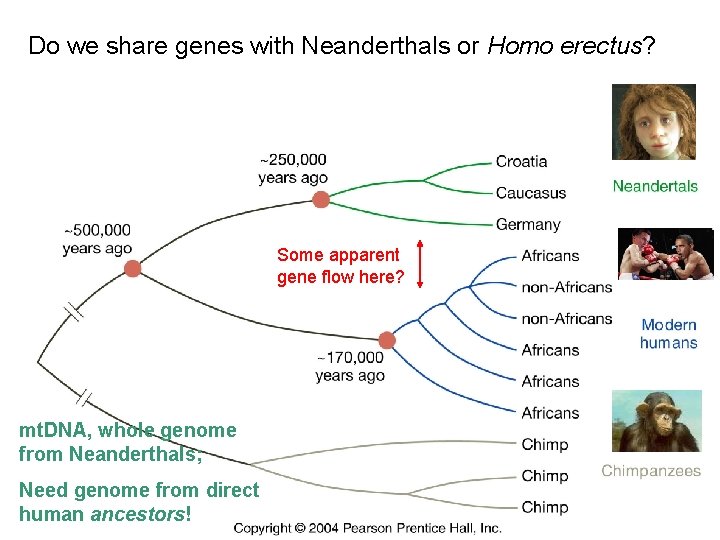 Do we share genes with Neanderthals or Homo erectus? Some apparent gene flow here?