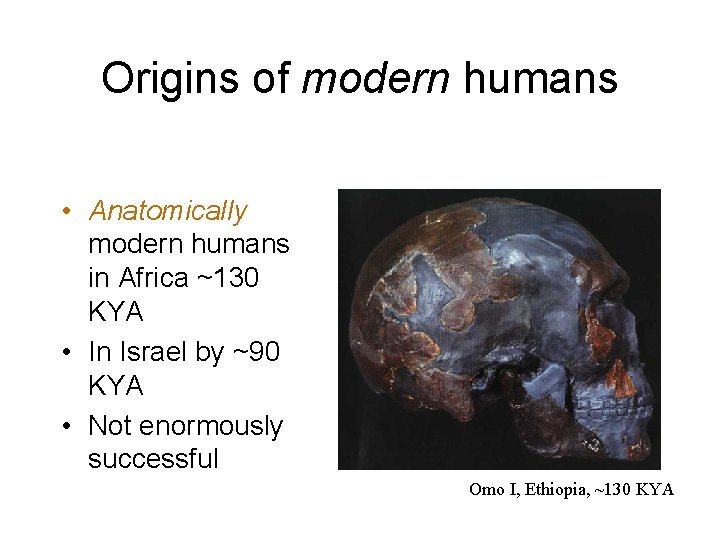 Origins of modern humans • Anatomically modern humans in Africa ~130 KYA • In