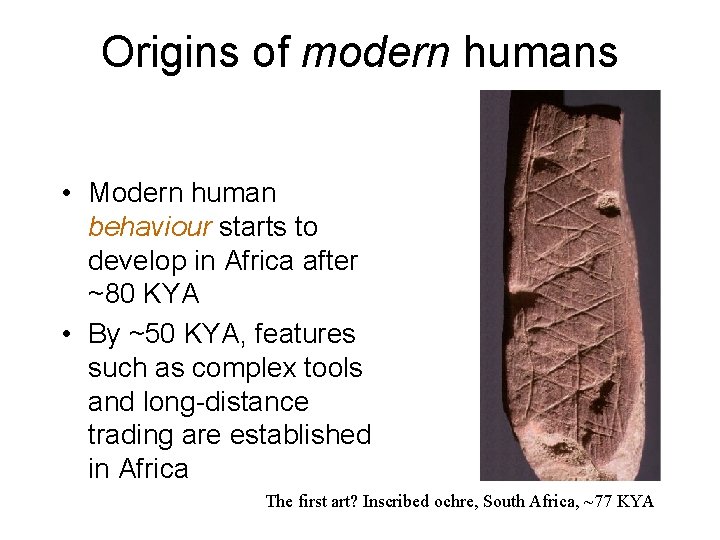 Origins of modern humans • Modern human behaviour starts to develop in Africa after
