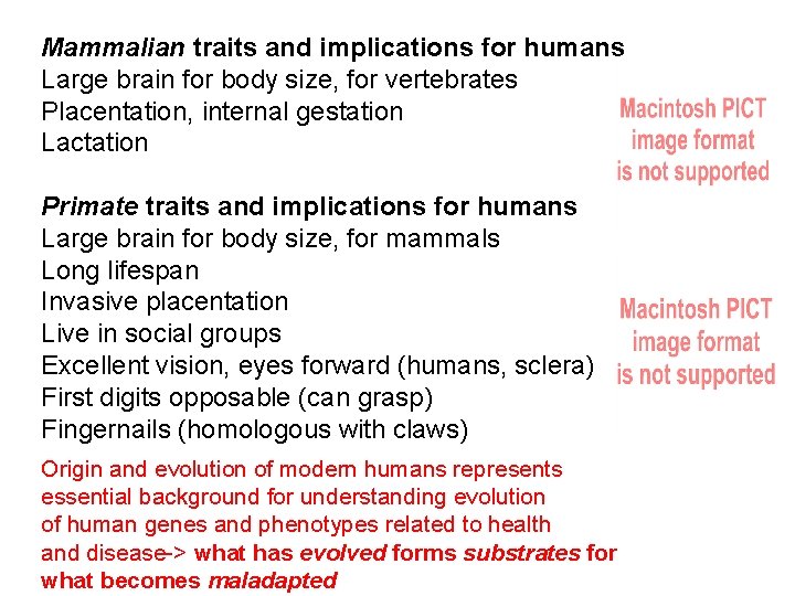 Mammalian traits and implications for humans Large brain for body size, for vertebrates Placentation,