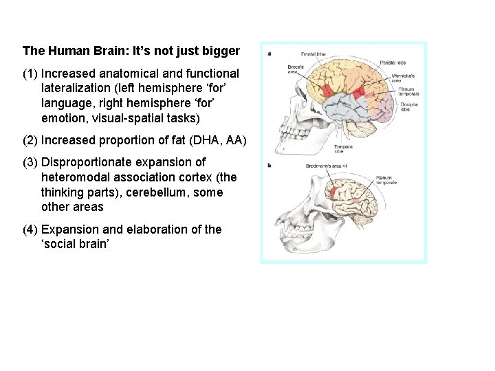 The Human Brain: It’s not just bigger (1) Increased anatomical and functional lateralization (left