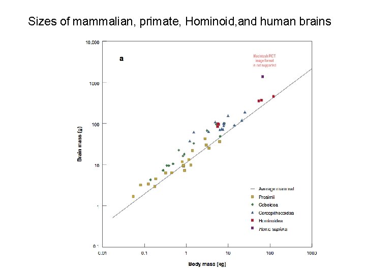 Sizes of mammalian, primate, Hominoid, and human brains 