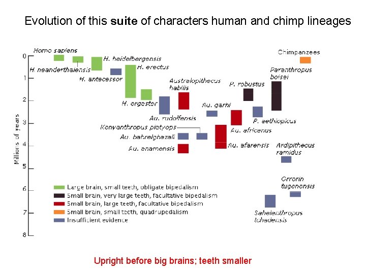 Evolution of this suite of characters human and chimp lineages Upright before big brains;