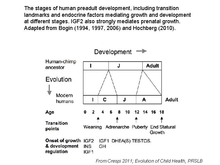 The stages of human preadult development, including transition landmarks and endocrine factors mediating growth