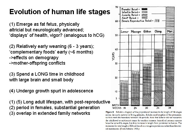 Evolution of human life stages (1) Emerge as fat fetus, physically altricial but neurologically